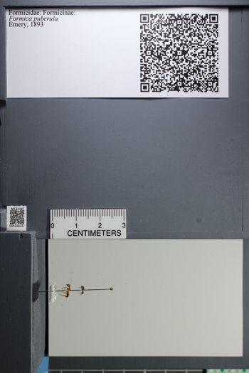 Media type: image;   Entomology 522614
